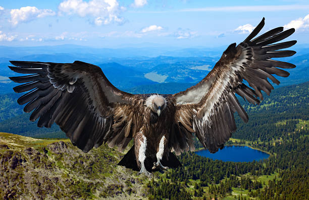 voar griffin - griffon vulture imagens e fotografias de stock