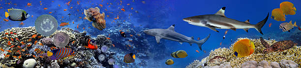 istock Panorama of marine species 583965370