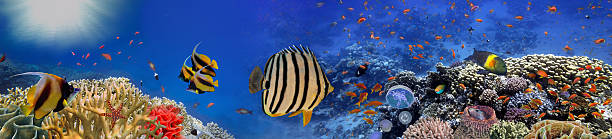 istock Underwater panorama with turtle, coral reef and fishes 583965444
