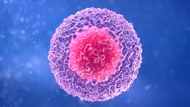 T-lymphocyte. white blood cell. t-lymphocyte. white blood cell. Lymphocyte. B-Lymphocyte killercell stock pictures, royalty-free photos & images