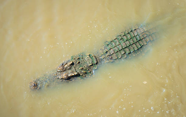 istock Crocodile in the water lake, Thailand 583966766
