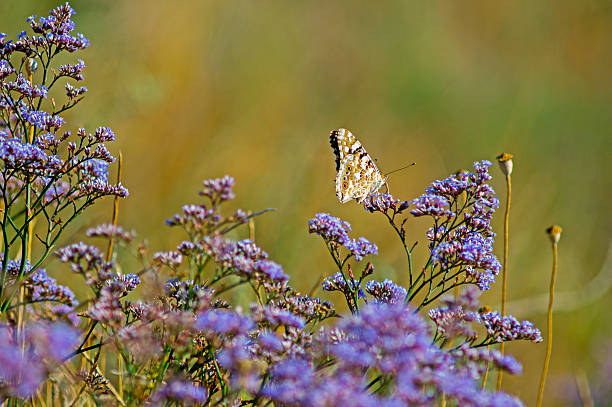 istock Butterfly on the Flower 583967008