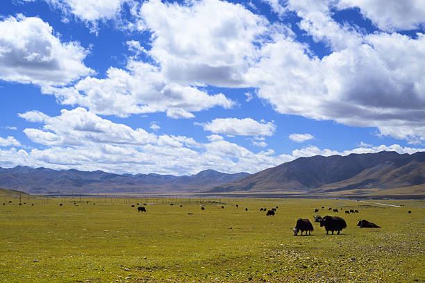 istock Tibet Yak on the Grassland 583967638