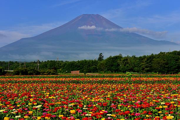 istock Mt Fuji and Zinnia Flowers 583968210