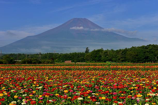 istock Mt Fuji and Zinnia Flowers 583968704