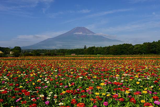 istock Mt Fuji and Zinnia Flowers 583969018