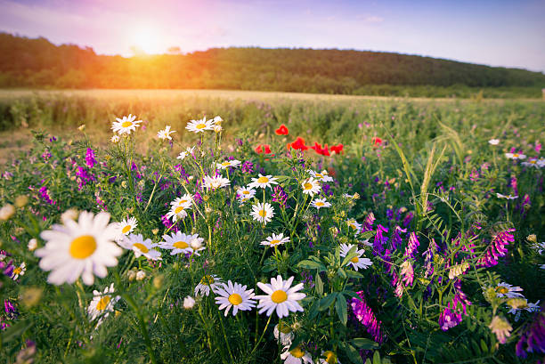 istock Mountain landscape with flowers 583969056