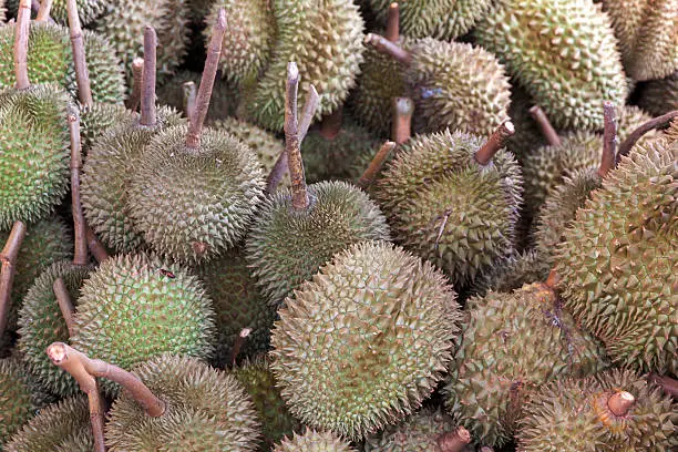 Photo of durian king of fruit