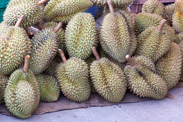 istock durian king of fruit 583969476