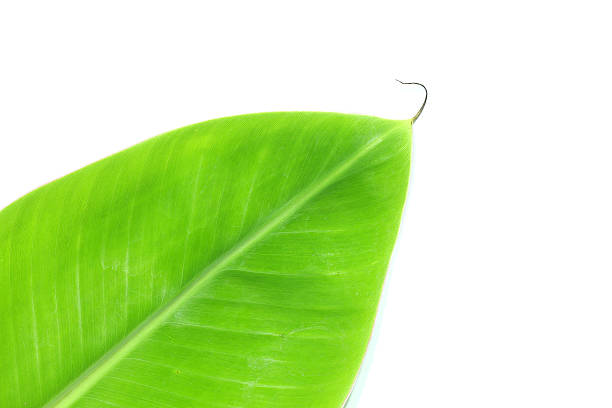 istock close up top view banana leaf isolated on white background 583969786