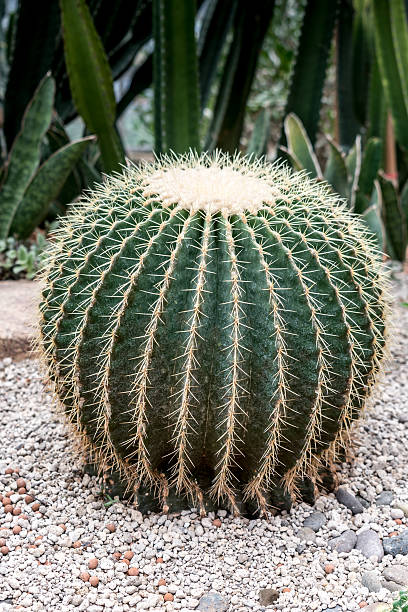 istock Green Cactus on small gravel 583969816
