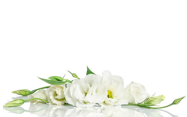istock Beautiful white eustoma flowers isolated on white background 583969900