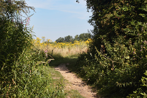 This well-trodden footpath leads to a yellow landscape in a long grass meadow, a result of management of this part of Mitcham Common, Surrey, UK. Ragwort (yellow flowers, (Senecio jacobaea)) has floating seeds that thrive on disturbed ground.