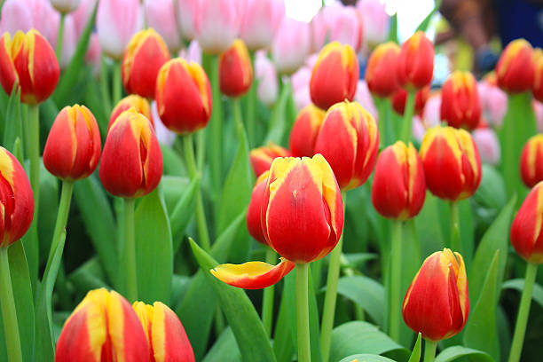 istock colorful tulips in field 583969950