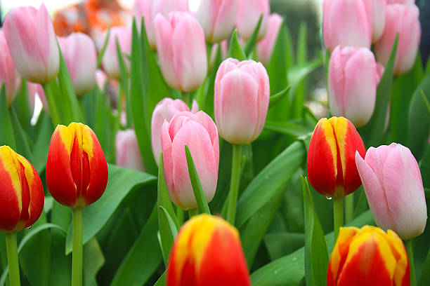 istock colorful tulips in field 583970048