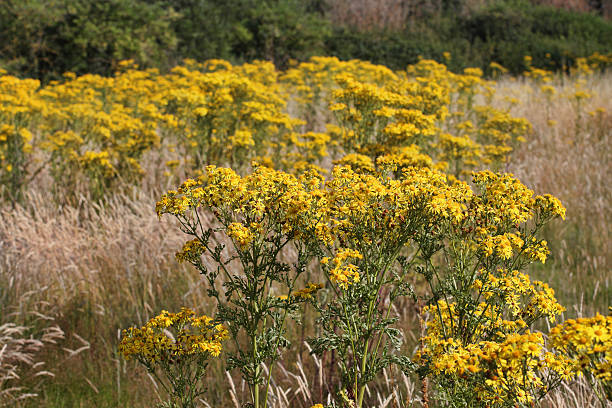 istock Yellow flower meadow floral symphony Mitcham Common 583970824