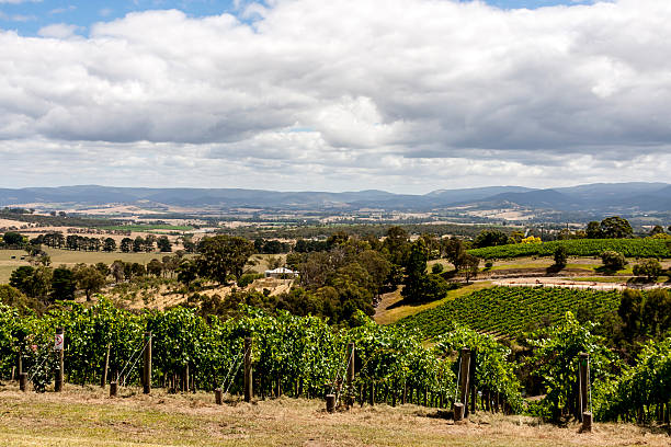 istock Vineyard. South Australia. 583971474