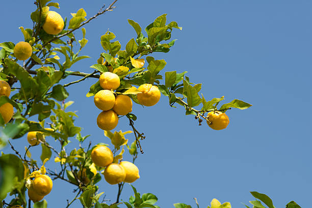 lemons on a lemon tree stock photo