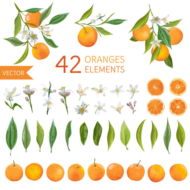 illustrations, cliparts, dessins animés et icônes de oranges vintage, fleurs et feuilles. bouquets de citron. style aquarelle - orange