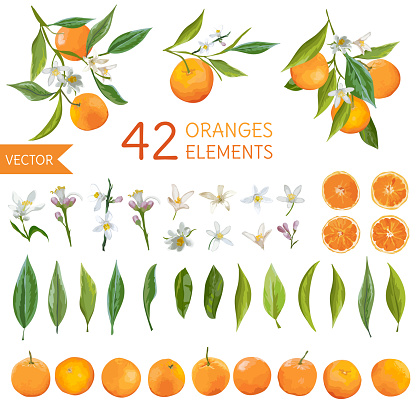 Vintage Oranges, Flowers and Leaves. Lemon Bouquetes. Watercolor Style Oranges. Vector Fruit Background.
