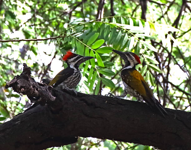 istock Flame Back woodpecker Male & Female 583972552