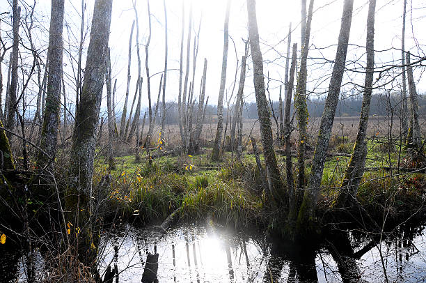 Moors and marsh in Savoy, France