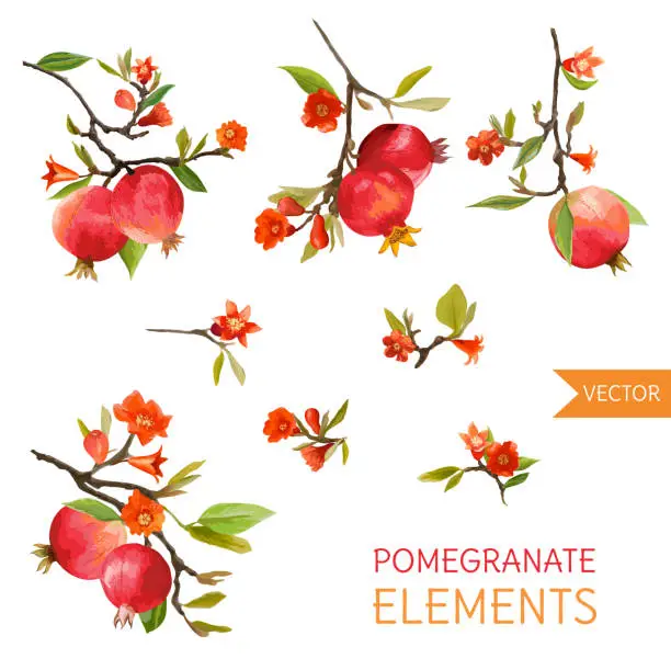 Vector illustration of Vintage Pomegranates, Flowers and Leaves. Watercolor Style Fruits