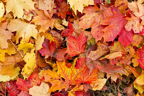 folhas de outono colorido - montanhas suábias - fotografias e filmes do acervo