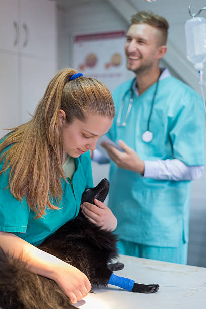 istock Vet and technician with dog in surgery 583974444