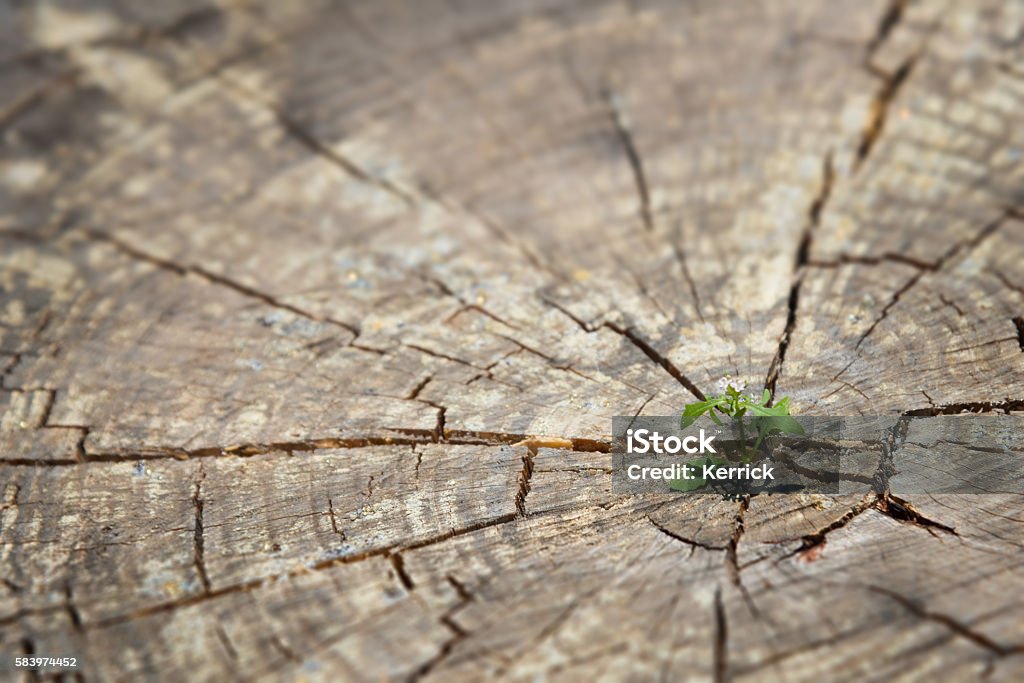 young plant sprout growing in old wood-  new life concept young plant seedling growing in old wood Tree Stock Photo