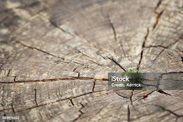 Young Plant Sprout Growing In Old Wood New Life Concept Stock Photo - Download Image Now