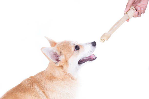 istock dog getting a dog food, isolated on white background 583975098