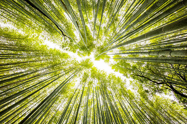 istock Directly below shot of bamboo groove 583975876