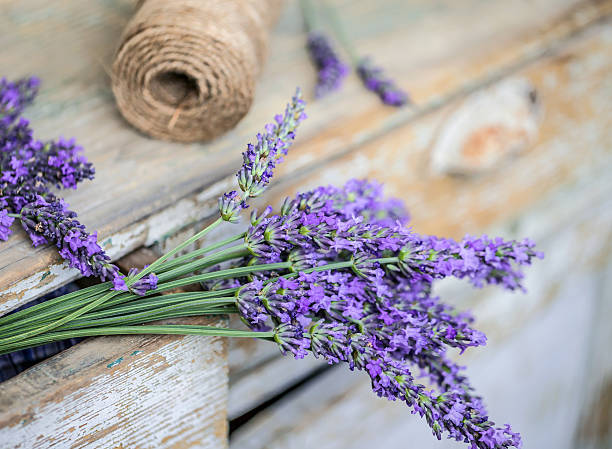 istock Bunch of lavender flowers 583976398