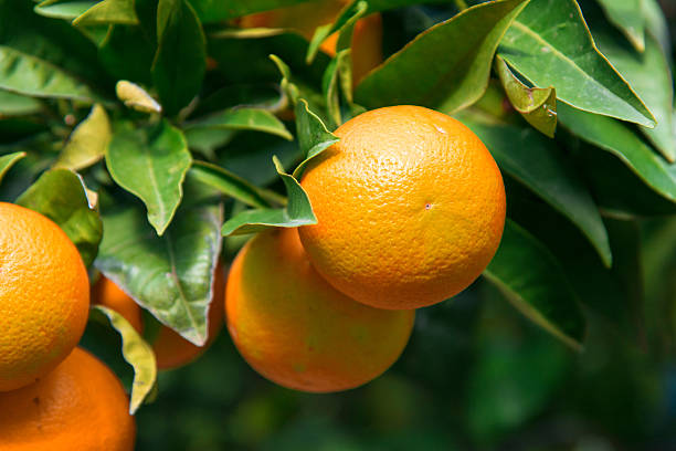 istock Oranges or mandarines hanging on tree in Spain 583977008