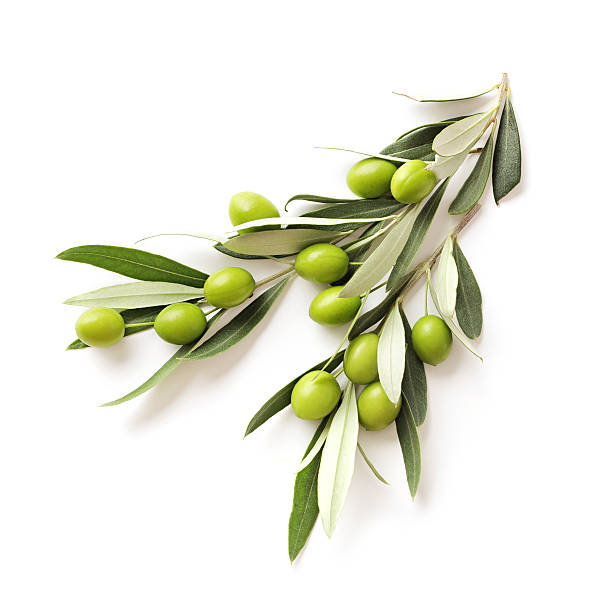 olives green olives branch on white background. copy space green olive fruit stock pictures, royalty-free photos & images