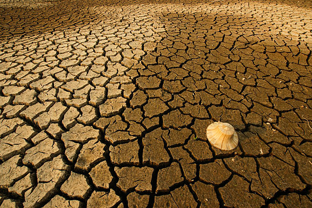 dry land texture stock photo