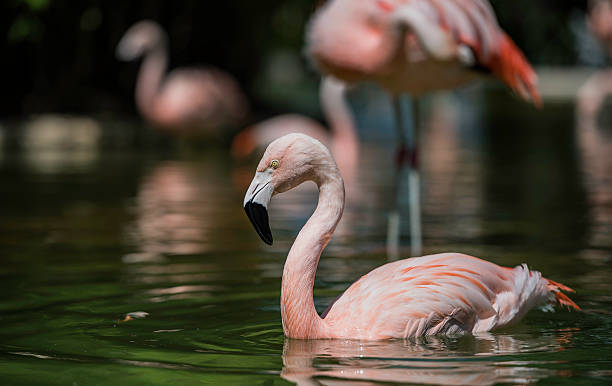 istock Flamingo swimming in the pool 583977716