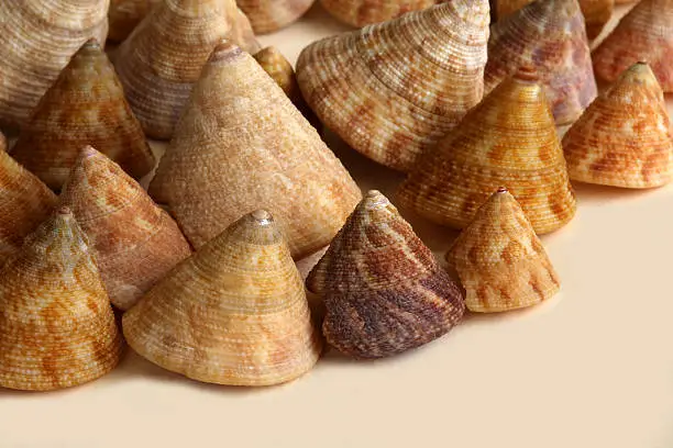 Collection of top shells named after toy spinning tops