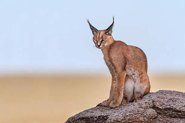 Tanzania - Serengeti National Perk - Gol Kopjes Area. A Young Caracal standing on a granite rock. Beyond the Cat a field of grass burned by the heat makes the landscape similar to the Martian