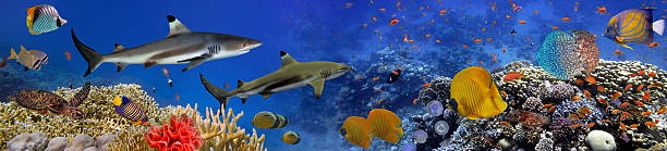 istock Panorama of marine species 583979004
