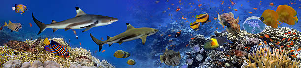 istock Panorama of marine species 583979078