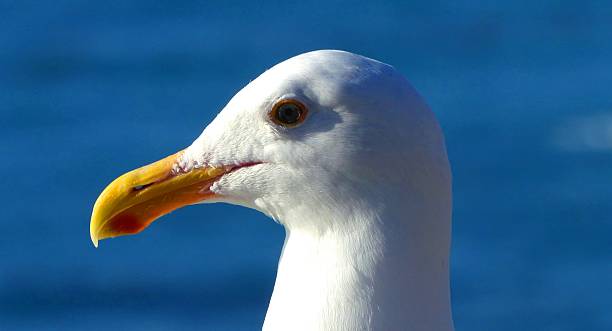 Seagull Head of a seagull in the evening sun on the Pacific shore line, California, United States, November 2015 seafowl stock pictures, royalty-free photos & images