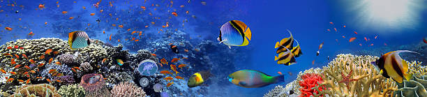 istock Underwater panorama with turtle, coral reef and fishes 583979142