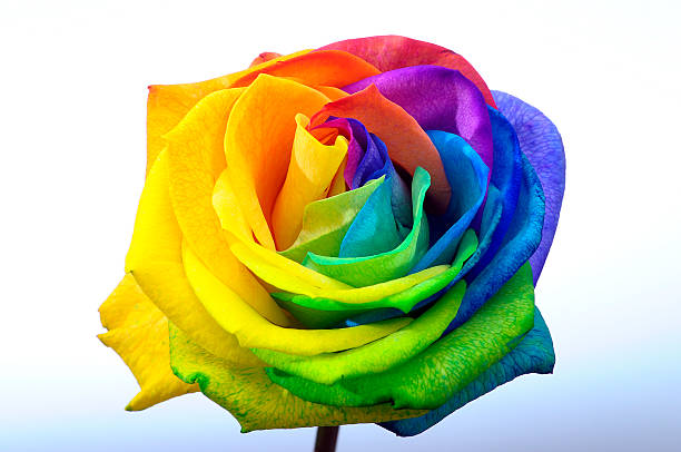 istock Rainbow rose or happy flower 583979168