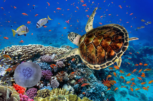 Colorful coral reef with many fishes and sea turtle.