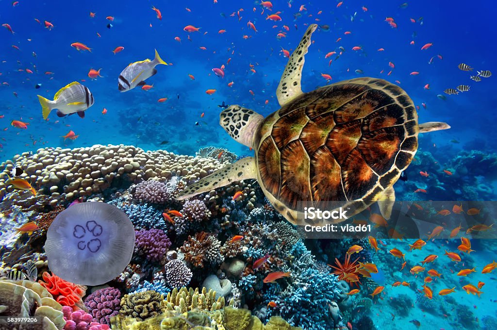 colorful coral reef with many fishes and sea turtle Colorful coral reef with many fishes and sea turtle. Reef Stock Photo