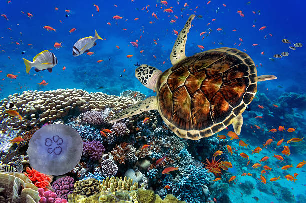 colorful coral reef with many fishes and sea turtle Colorful coral reef with many fishes and sea turtle. biodiversity stock pictures, royalty-free photos & images