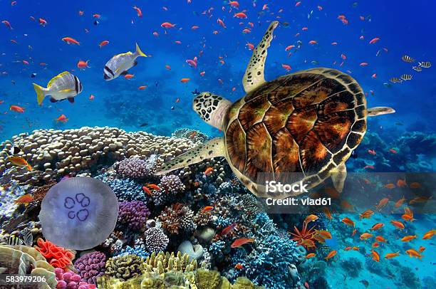 Colorful Coral Reef With Many Fishes And Sea Turtle Stock Photo - Download Image Now