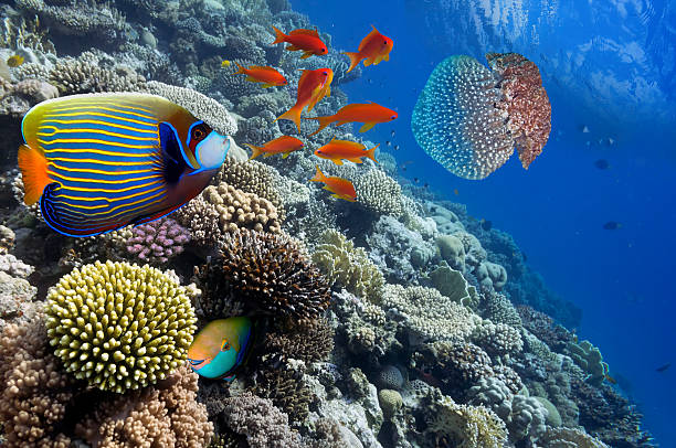 istock Tropical Fish on Coral Reef in the Red Sea 583980012